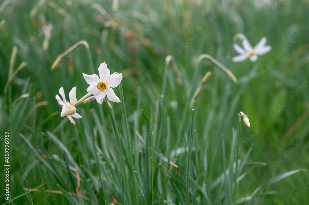 Narcissus poeticus. Wild white narcissus blooming. Narcissus poeticus. Wild white narcissus blooming.