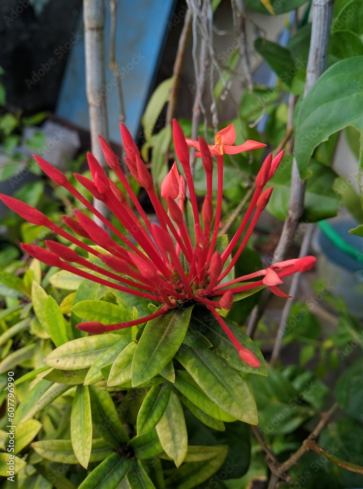 red and yellow flower red and yellow flower