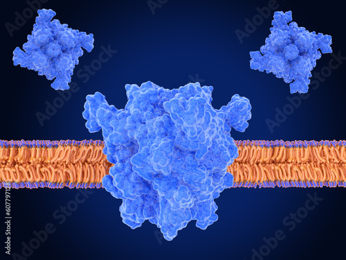 The transient receptor potential channel TRPM7