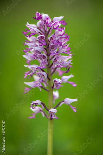 the military orchid  Orchis militaris  close-up photo of a blooming orchid in a close-up of a purple-colored flower on a green meadow white carpatian czech republic