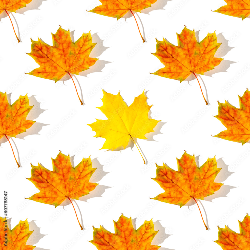 Seamless pattern of colorful autumn maple leaves with hard light isolated on white background Seamless pattern of colorful autumn maple leaves with hard light isolated on white background