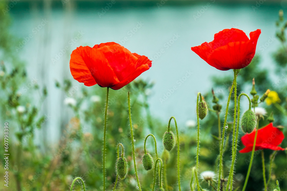 Obraz premium Red poppies close-up in green grass on the blue background of the lake. Wildflowers