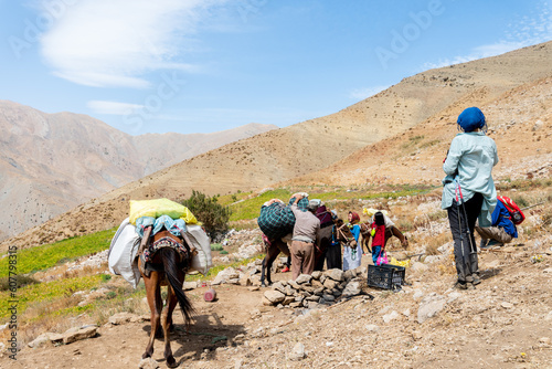 nomadic Shepard family packing their mules and horses to take their kettle to the more fertile, richer land   