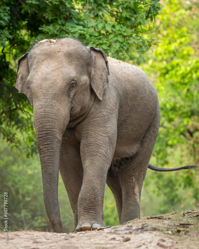 wild aggressive asian elephant or Elephas maximus indicus roadblock walking head on in summer season and natural green scenic background safari at bandhavgarh national park forest madhya pradesh india