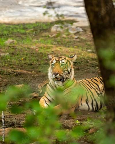 wild female bengal tiger or panthera tigris resting or sitting with natural green foreground view in outdoor jungle safari at ranthambore national park forest reserve rajasthan india asia