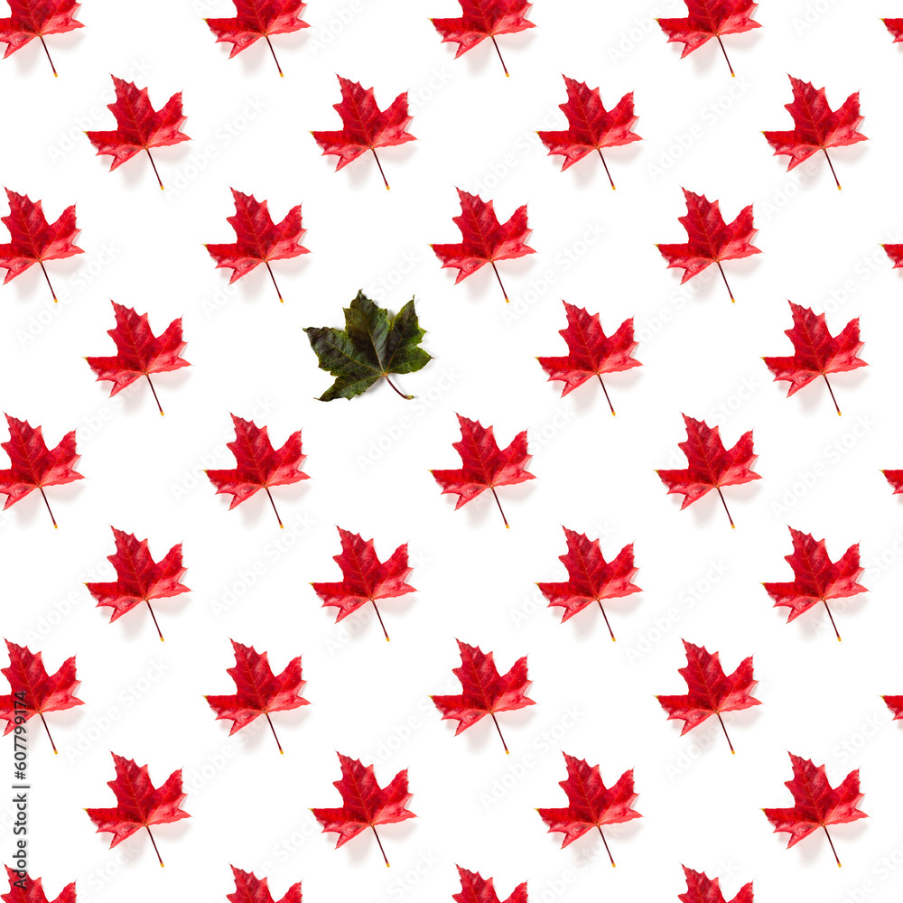 Seamless pattern of colorful autumn maple leaf isolated on white background Seamless pattern of colorful autumn maple leaf isolated on white background
