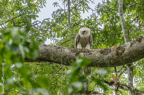 Fototapeta Naklejka Na Ścianę i Meble -  Harpy eagle (Harpia harpyja), Captive animal, Panama Central America Venezuela.