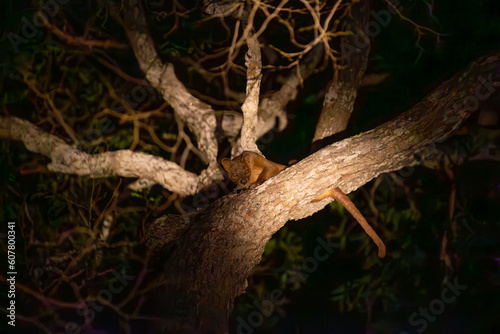 fossa walks through the jungle in madagascar.