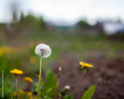 Field with white dandelion flowers. Meadow of white dandelions. Spring background with white dandelions. Seeds. Fluffy dandelion flower against background of summer landscape.