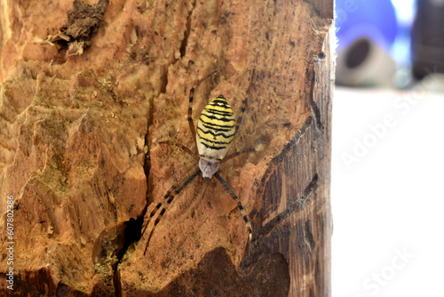 The wasp spider sits quietly on a tree.