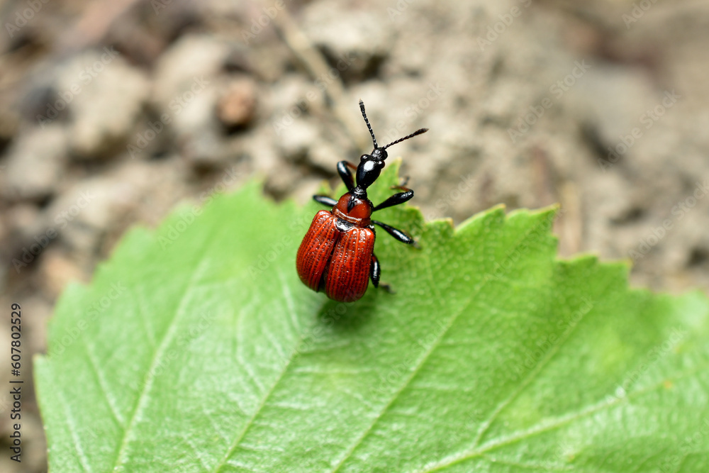 Red colored beetle, called lilac lily, on a leaf. Red colored beetle, called lilac lily, on a leaf.