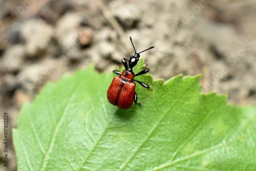 Red colored beetle, called lilac lily, on a leaf.