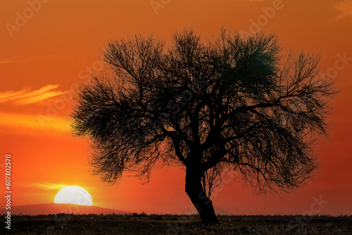 Silhouette of a lonely tree at sunset