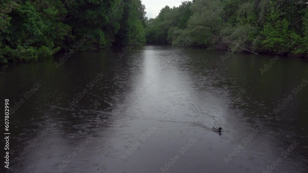 A wild duck swims in a lake during heavy rain in forest A wild duck swims in a lake during heavy rain in forest