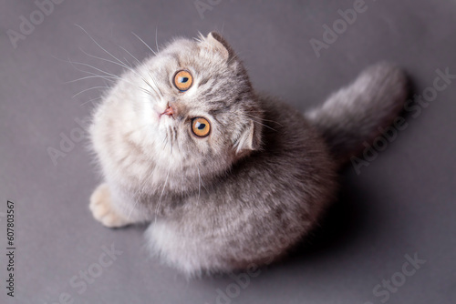 Scottish fold kitten, silve...