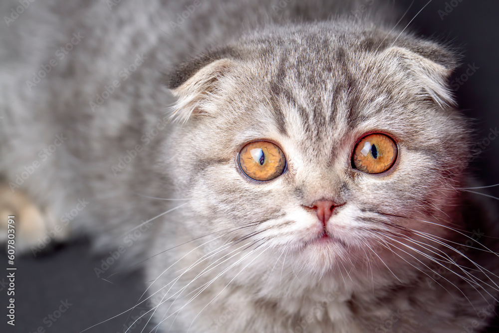 Scottish fold kitten, silver scottish cat.