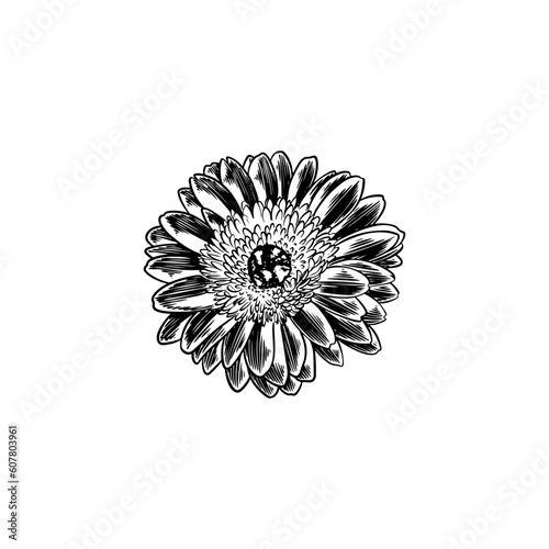 Hand drawn flower botanical...