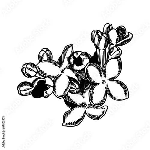 Hand drawn flower botanical...
