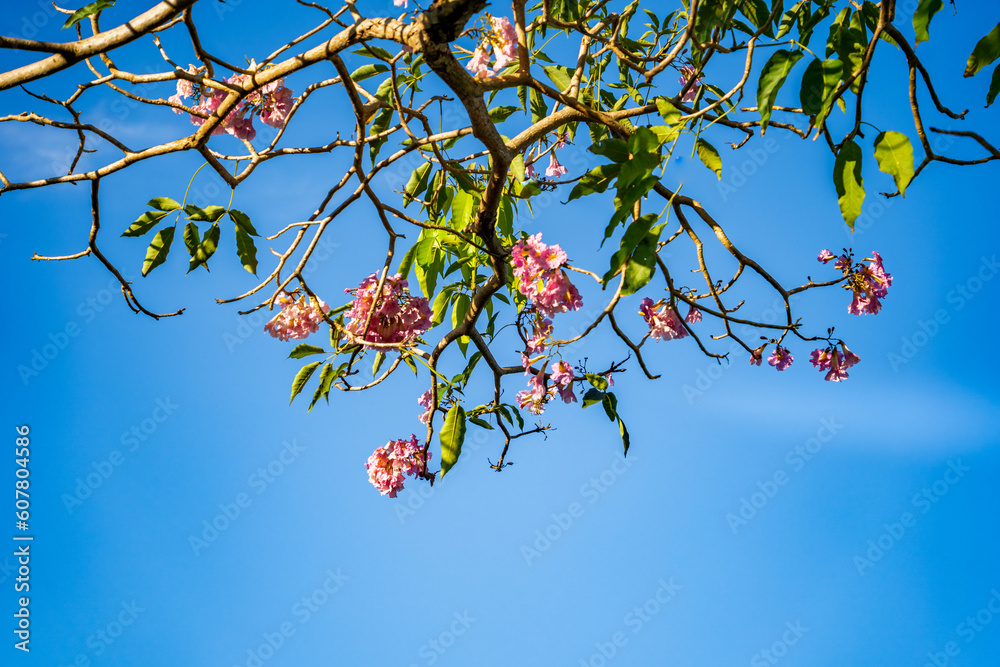 Pink blossom and green leaves on blue sky background. Pink blossom and green leaves on blue sky background.