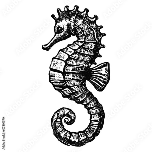 seahorse vintage vector sketch