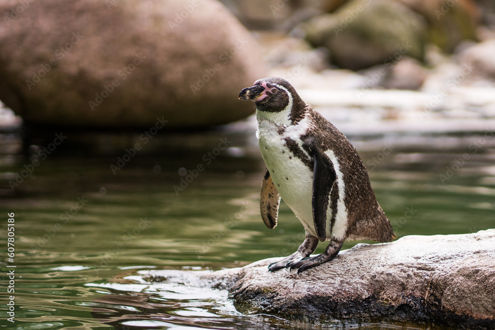 Fototapeta premium Portrait of a penguin on a rock in the zoo