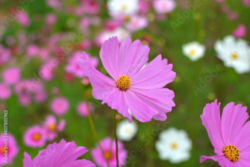 Pink flowers are beautiful nature.