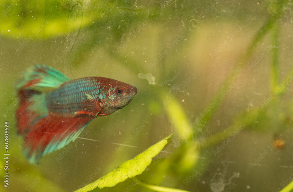aquarium fish, tropical fish from Romania aquarium fish, tropical fish from Romania