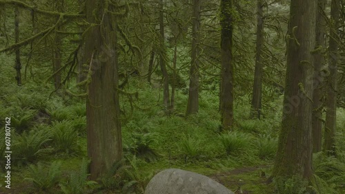 The forest floor is carpeted with ferns in Lynn Canyon Vancouver