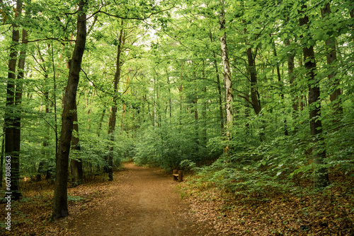 Beautiful deciduous green forest near dresden © Radim Glajc