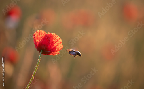 Common Poppy - Papaver rhoeas - with flying Carpenter bee