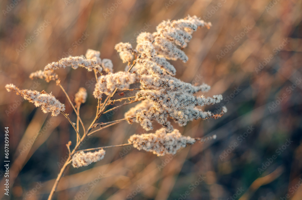 Dry reed inflorescences at sunset in the evening Dry reed inflorescences at sunset in the evening
