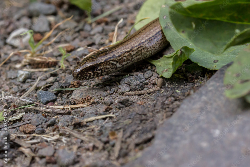 Blindschleiche (Anguis fragilis) auf einem Waldweg in Bruchhof-Sanddorf