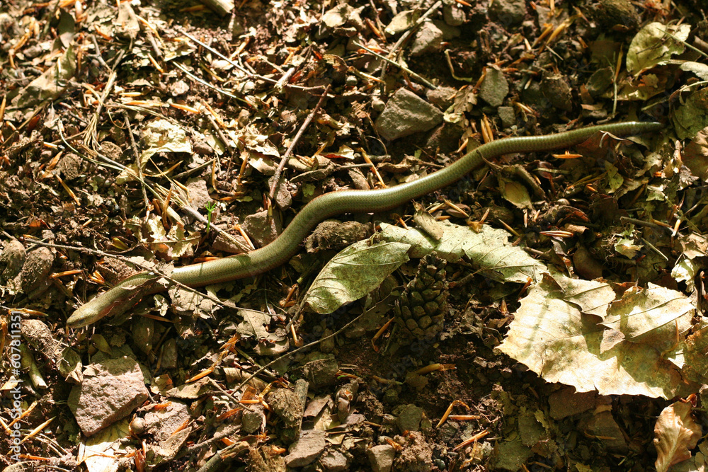 Blindschleiche (Anguis fragilis) auf einem Waldweg in Bruchhof-Sanddorf