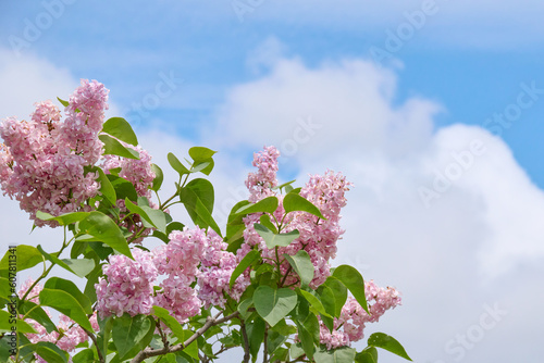 Foto ライラック・エドワードＪガードナー / Lilac ・Edward J.Gardner