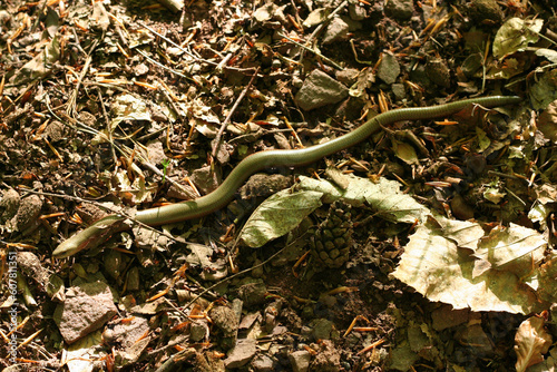 Obraz na płótnie Blindschleiche (Anguis fragilis) auf einem Waldweg in Bruchhof-Sanddorf w salonie