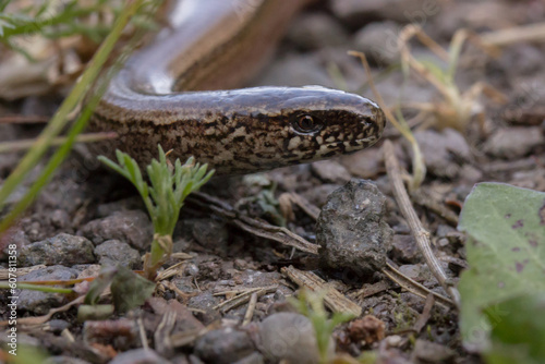 Obraz na płótnie Blindschleiche (Anguis fragilis) auf einem Waldweg in Bruchhof-Sanddorf w salonie