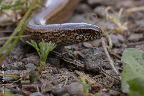 Blindschleiche (Anguis fragilis) auf einem Waldweg in Bruchhof-Sanddorf