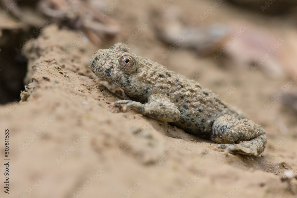 Gelbbauchunke (Bombina variegata) im Teich des Motocross-Geländes in Niederwürzbach