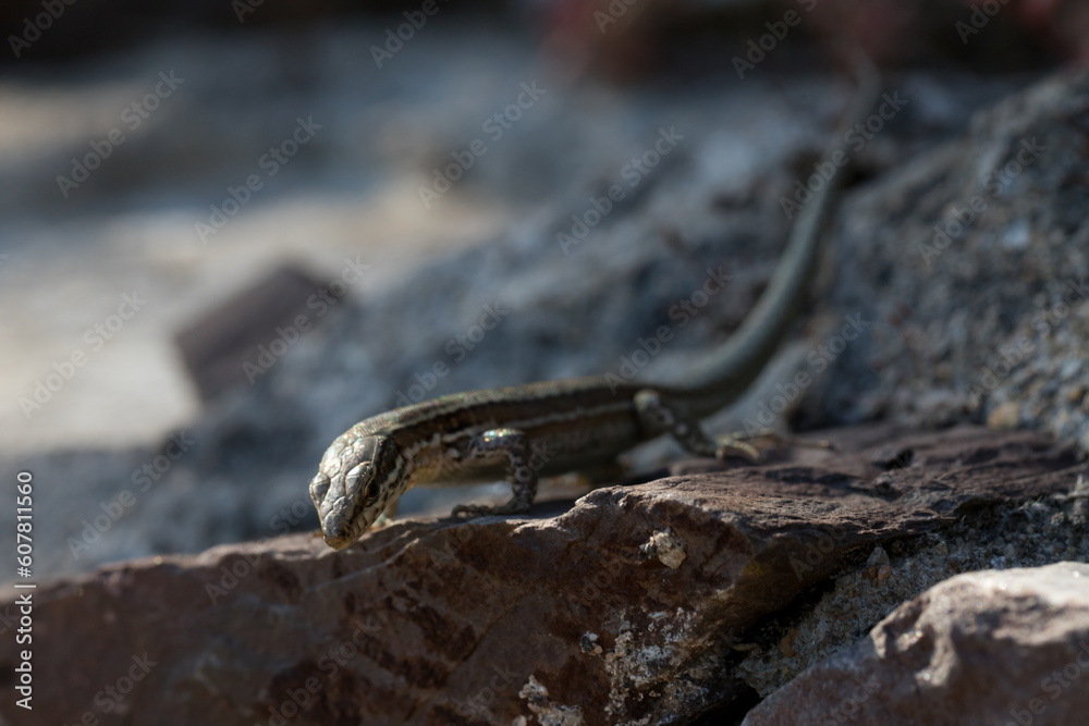 Mauereidechse (Podarcis muralis) auf dem Apolloweg in Valwig an der Mosel
