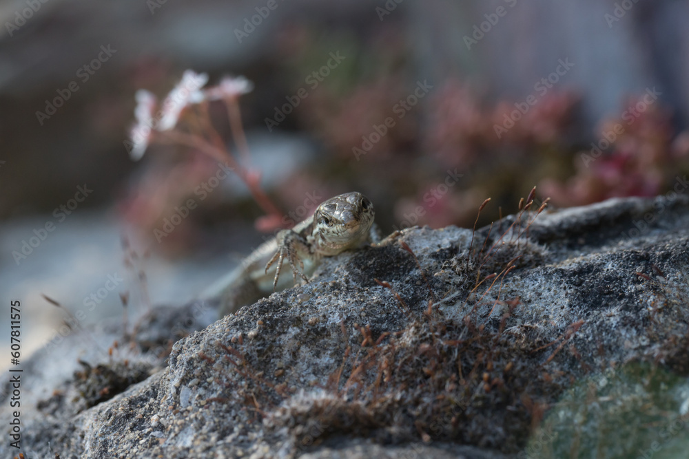 Mauereidechse (Podarcis muralis) auf dem Apolloweg in Valwig an der Mosel