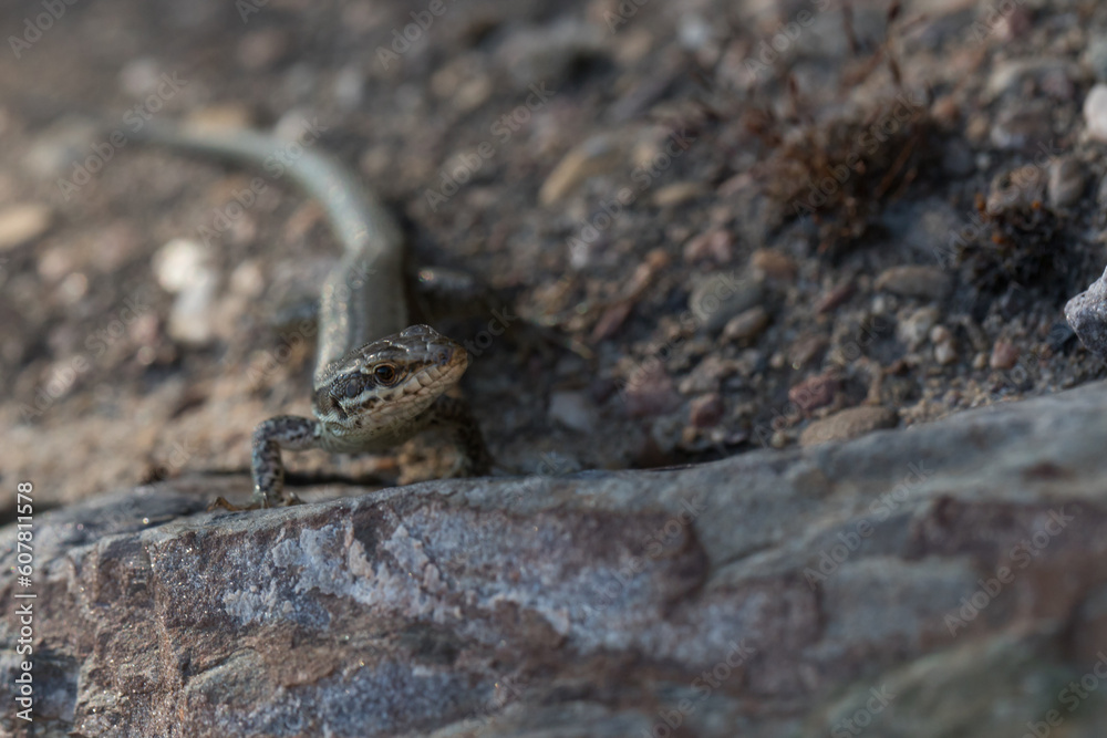 Mauereidechse (Podarcis muralis) auf dem Apolloweg in Valwig an der Mosel