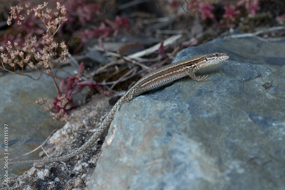 Mauereidechse (Podarcis muralis) auf dem Apolloweg in Valwig an der Mosel