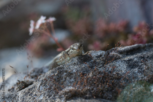 Obraz na płótnie Mauereidechse (Podarcis muralis) auf dem Apolloweg in Valwig an der Mosel w salonie
