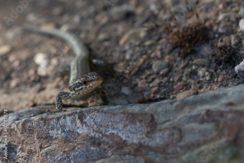 Obraz na płótnie Mauereidechse (Podarcis muralis) auf dem Apolloweg in Valwig an der Mosel w salonie