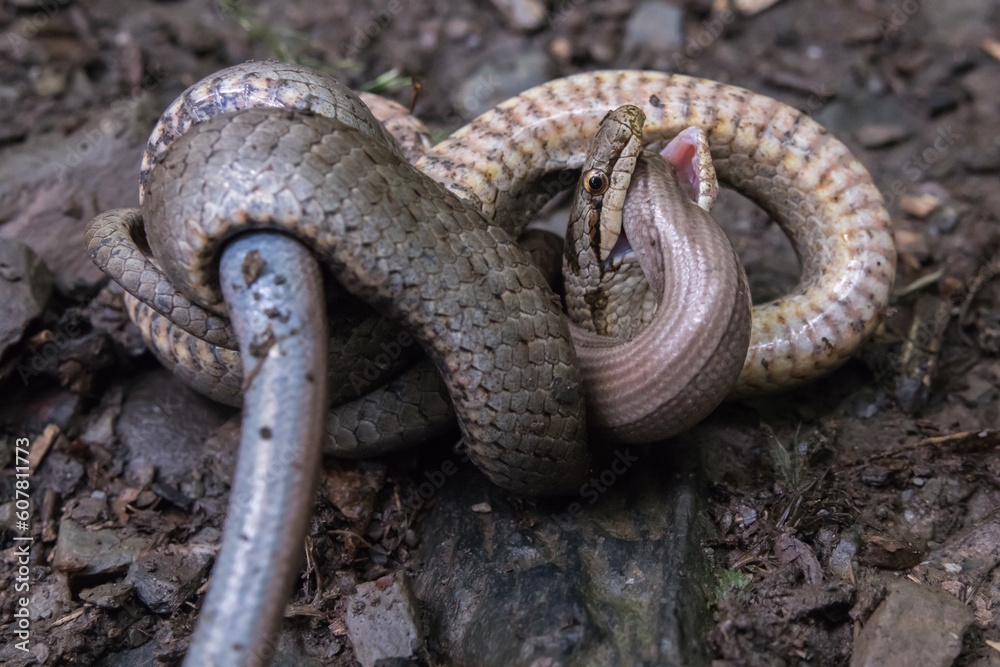 Obraz premium Schlingnatter (Coronella austriaca) im Dortebachtal an der Mosel mit erbeuteter Blindschleiche