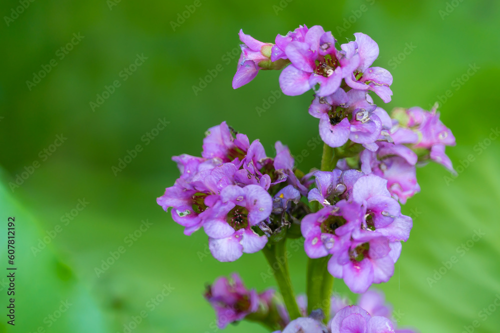 Bright purple bergenia flowers on a blurred green background. Bright purple bergenia flowers on a blurred green background.