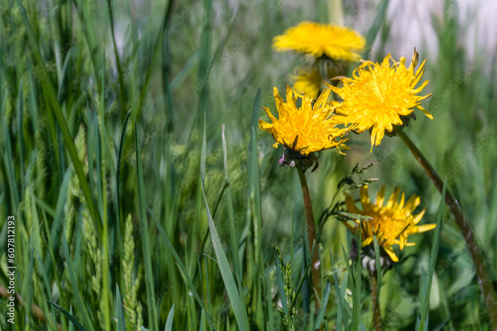Yellow dandelion flowers among green grass. Yellow dandelion flowers among green grass.