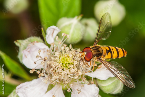 Schwebefliege