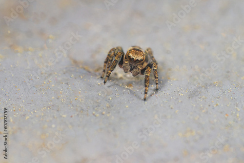 Springspinne
