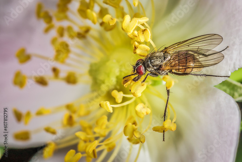 echte Fliege
